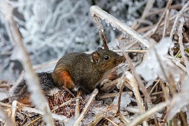 《电锯糖心：重制版》正在开发 预计2023年发售